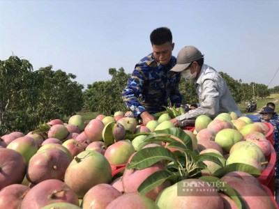 Xoài chín đầy cây, nông dân Khánh Hòa ngậm ngùi bỏ mặc vì giá rớt thảm