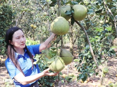 Khởi nghiệp từ bưởi sấy