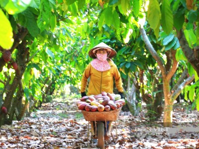 Đắk Lắk: Cây trồng từng bị bỏ quên nay trở thành tâm điểm thị trường