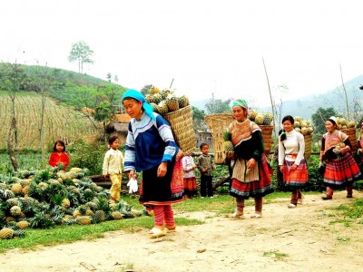 Giá dứa cao, đồng bào phấn khởi