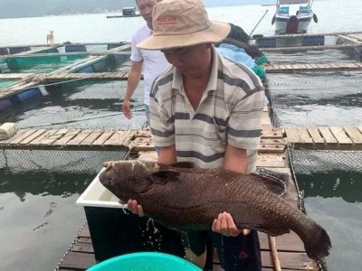 Cá sủ đất – Tiềm năng nuôi trồng mới cho vùng ven biển Việt Nam