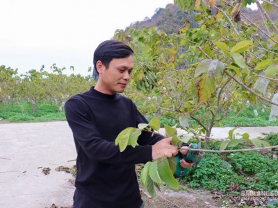 Làm giàu từ cây na Thái