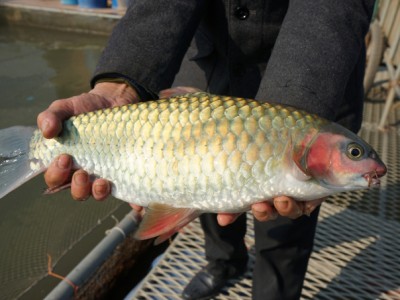 Nuôi 3 lồng cá bỗng doanh thu trên 1 tỷ đồng