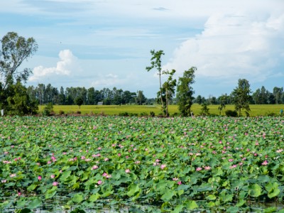 Ướp hồn sen vào hương lúa mới