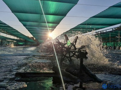 Đừng thờ ơ với yếu tố ánh sáng trong ao nuôi!