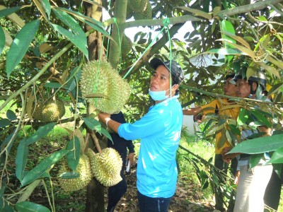 Trồng thứ cây đang hot, ngành chức năng một huyện ở Lâm Đồng khuyến cáo dân không trẩy trái chưa già