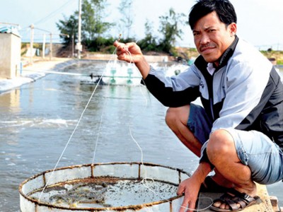 Bền vững từ nuôi tôm sạch