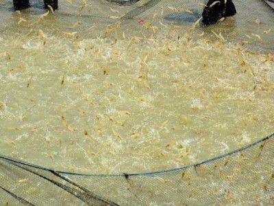 Sóc Trăng: Thả nuôi hơn 51.000 ha tôm nước lợ trong năm 2021