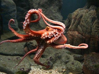 Chăn nuôi loài thông minh nhất đại dương là sai hay đúng?