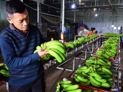Tri thức hóa nông dân: [Bài 5] Người giúp huyền thoại chuối LaBa hồi sinh, xuất sang Nhật