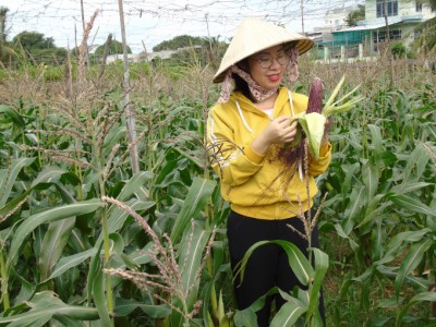 Giống bắp có thể ăn sống rất ngon