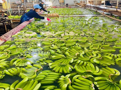 Bán chuối sang Trung Quốc thu hàng trăm tỷ đồng, Bầu Đức thu được gì từ chiến lược 