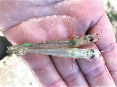 Phòng bệnh hoại tử gan tụy trên tôm