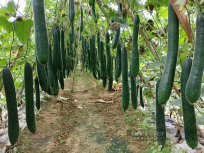 Nghệ An: Nói không ngoa, cánh đồng bí xanh đẹp như phim, giá lên đỉnh, nhà nào trồng lãi to