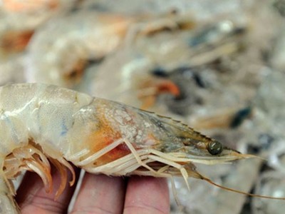 Biện pháp kiểm soát đốm trắng hiệu quả