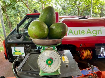 Anh thanh niên Bình Phước tiết lộ bí quyết để cây bơ cho quả khổng lồ: Cho cây bơ 