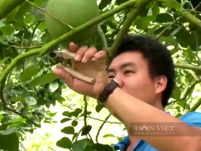 Chuyển hướng trồng loại trái vừa bổ dưỡng vừa là thuốc quý, anh nông dân thu lời tiền tỷ/năm