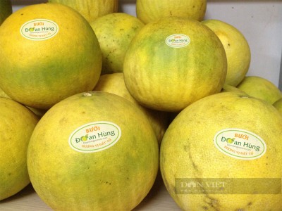 Tại sao gần 4.500 tấn bưởi Phú Thọ lỡ nhịp xuất khẩu sang Mỹ?