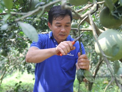 Từng là hộ nghèo, nay Nông dân Việt Nam xuất sắc 2023 ở Tuyên Quang thu 6 tỷ/năm từ nuôi lợn, trồng bưởi