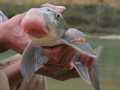 Loài cá đặc sản được cho là mang lại 