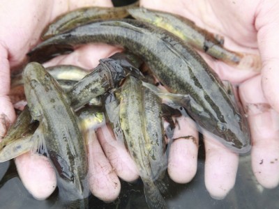 Loài cá không chỉ ngon, bổ, rẻ mà còn làm thuốc chữa bệnh, thần dược làm đẹp, được dân thành thị ưa chuộng