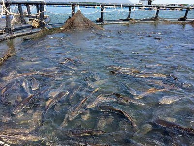 Kỹ thuật nuôi cá bớp trong lồng HPDE