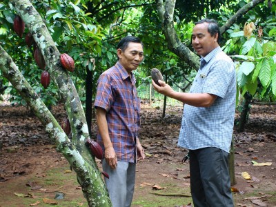 Thứ cây mọc quả trên thân 