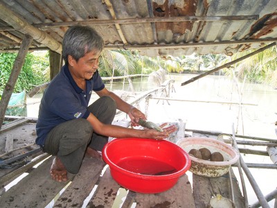 Nuôi loại cá đặc sản, thịt bổ dưỡng, ông nông dân An Giang bắt lên là có người mua ngay