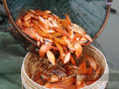 Tấp nập lội ao bắt hàng vạn cá chép đỏ cúng ông Công ông Táo ở Thanh Hóa