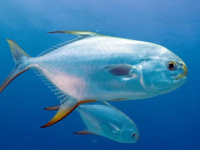 Kỹ thuật nuôi cá chim vây vàng trong lồng