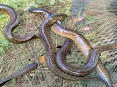 Nuôi thứ cá dài, thịt chắc nịch, giàu loại đạm tốt cho sức khỏe, nông dân Bình Định kéo vó lên toàn con to bự