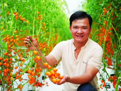 Chàng kỹ sư điện Tây Ninh bỏ nghề về trồng vườn cà chua đẹp 