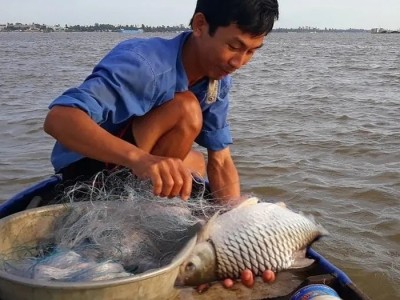 Rong ruổi trên sông Tiền tìm bắt loài cá 