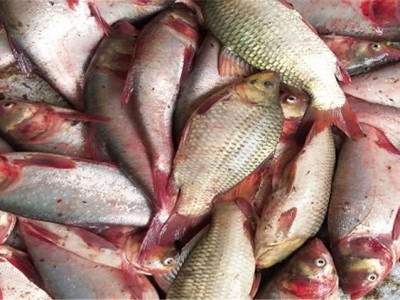 Mô hình nuôi cá ruộng đạt hiệu quả cao