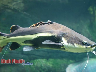 Hồng Vỹ là loài cá gì mà đẹp như cá cảnh, to bự tới 80kg, khối người gạ mua, nông dân Bình Phước không bán?
