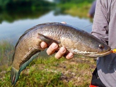 Bệnh đốm trắng nội tạng trên cá lóc