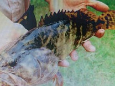 Nuôi loại cá thịt chắc, nở như thịt gà ta, nông dân Quảng Ngãi vớt bắt lên nhiều người tò mò đến xem