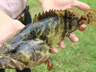 Loại cá ngon, chắc thịt, đẹp như vẽ này nuôi ở Quảng Ngãi, dân bắt lên bán 280.000 đồng/kg