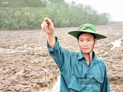 Chuyện lạ có thật ở Thanh Hóa: Một loài cá vừa biết bơi, biết lặn, còn chạy trên cạn, giá 200.000 đồng/kg