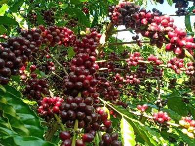 Giá cà phê ngày 14/9: Hai sàn đi hai hướng, giá trong nước tăng cao nhất 800 đồng/kg