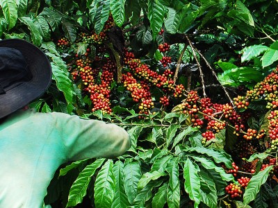 Giá cà phê nhân Đắk Lắk hôm nay bật tăng bất ngờ sau phiên rớt sâu, ghép cà phê cần lưu ý gì