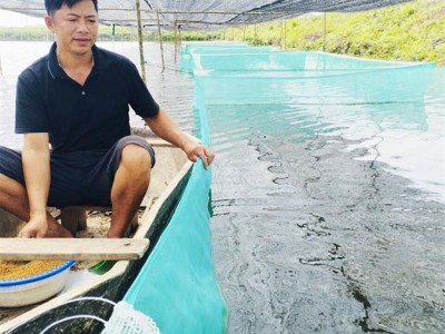 Cho cá rô với ếch ở chung một ao, 