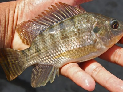 Probiotic Zado® thúc đẩy tăng trưởng, kích thích khả năng miễn dịch ở cá rô phi