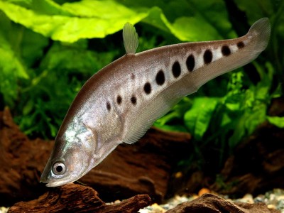 Một số kinh nghiệm nuôi cá thát lát cườm