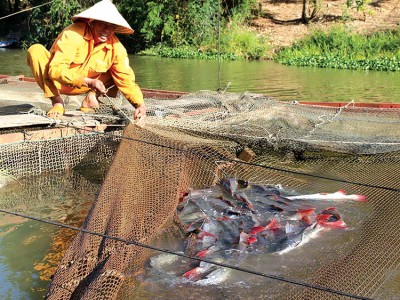 Kỹ thuật nuôi cá lăng nha lồng bè