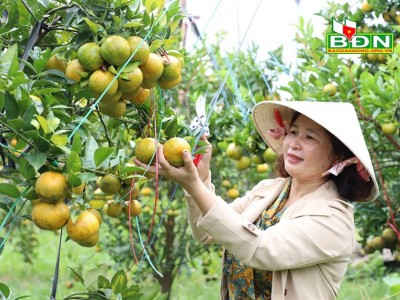 Loại quả ngon này khi trồng trên đất núi lửa ở Đắk Nông, trái nào cũng đẹp, nhìn là thèm