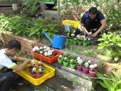 Độc, lạ giống hoa cẩm tú cầu mini