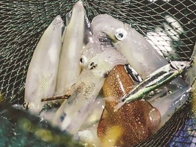 Câu mực xa bờ, một đội tàu ở Quảng Nam sau chuyến biển thứ 2 năm 2023 có doanh thu 20 tỷ đồng