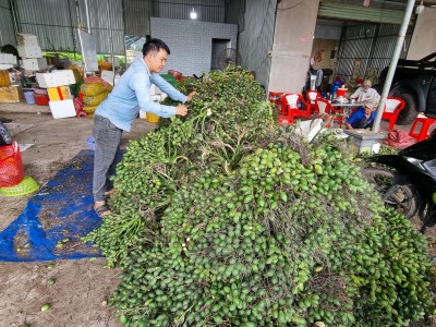 Doanh nghiệp, tiểu thương thu mua nhiều, giá trái cau non tăng nhẹ