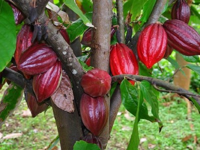 Cacao tăng giá - người mừng người lo